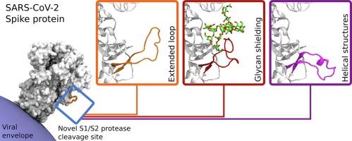 Structures and dynamics of the novel S1/S2 protease cleavage site loop of the SARS-CoV-2 spike glycoprotein