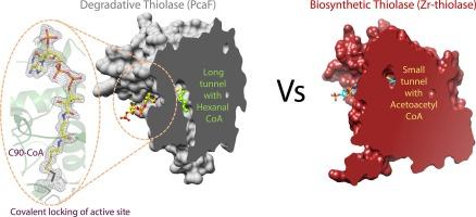 Structural basis for differentiation between two classes of thiolase: Degradative vs biosynthetic thiolase