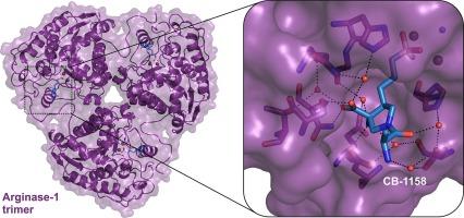 Structural insights into human Arginase-1 pH dependence and its inhibition by the small molecule inhibitor CB-1158