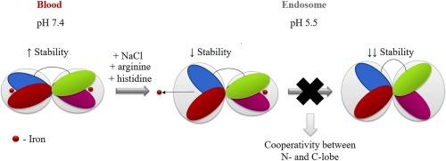 Small angle X-ray scattering and molecular dynamic simulations provide molecular insight for stability of recombinant human transferrin