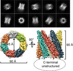 High resolution CryoEM structure of the ring-shaped virulence factor EspB from Mycobacterium tuberculosis