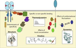 Specificity and regulation of phosphotyrosine signaling through SH2 domains