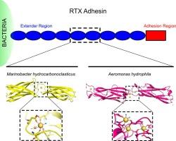 Essential role of calcium in extending RTX adhesins to their target