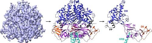 Cryo-EM structure of the prefusion state of canine distemper virus fusion protein ectodomain