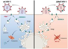 Proteasomal degradation of human SERINC4: A potent host anti-HIV-1 factor that is antagonized by nef