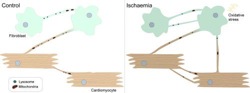 Ischaemia impacts TNT-mediated communication between cardiac cells