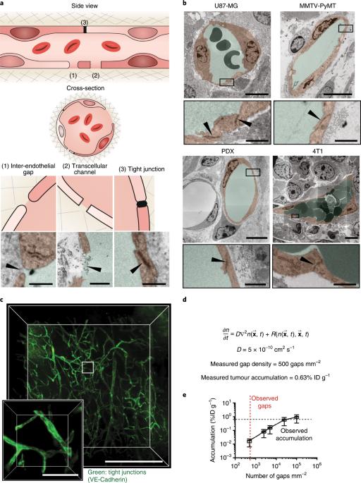 The entry of nanoparticles into solid tumours