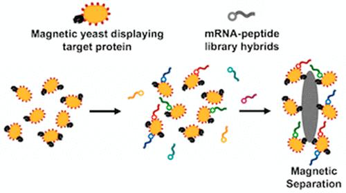 Use of Target-Displaying Magnetized Yeast in Screening mRNA-Display Peptide Libraries to Identify Ligands