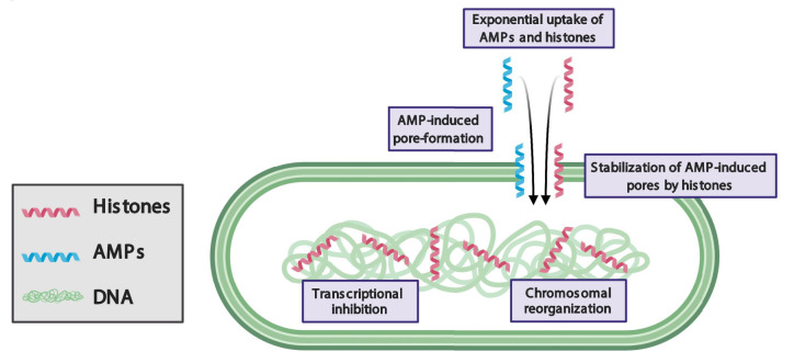 A novel antibacterial strategy: histone and antimicrobial peptide synergy.