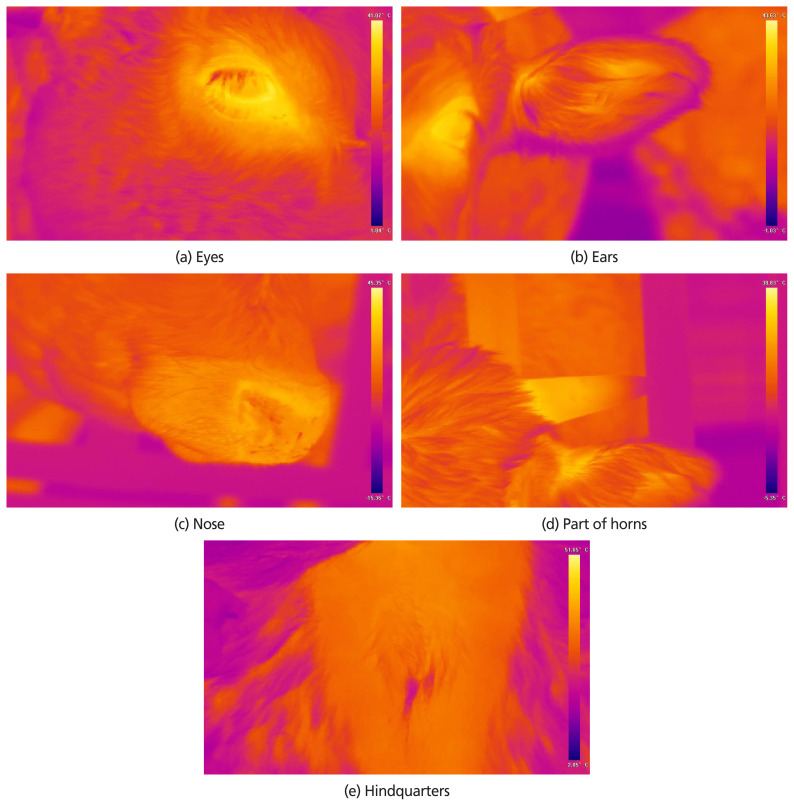 Summer season temperature-humidity index threshold for infrared thermography in Hanwoo (Bos taurus coreanae) heifers.