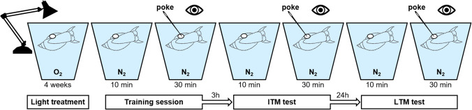 Effect of photoperiod and light intensity on learning ability and memory formation of the pond snail Lymnaea stagnalis.