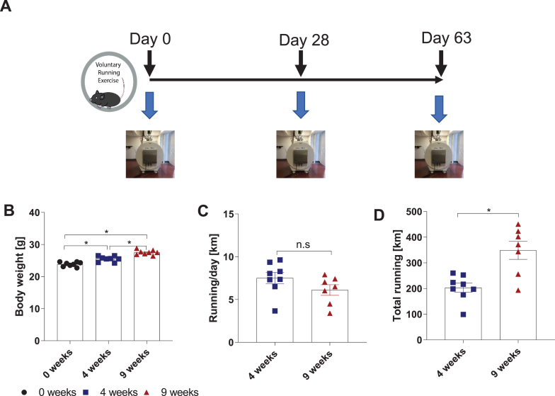 Diffusion tensor-MRI detects exercise-induced neuroplasticity in the hippocampal microstructure in mice.