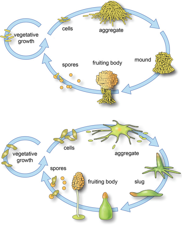 Interplay of mesoscale physics and agent-like behaviors in the parallel evolution of aggregative multicellularity.