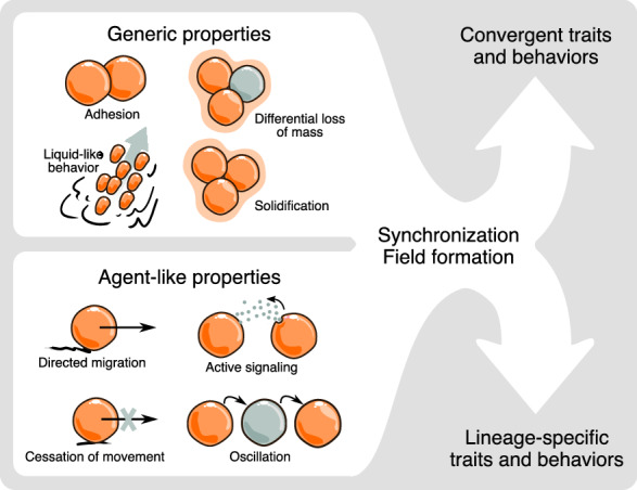 Interplay of mesoscale physics and agent-like behaviors in the parallel evolution of aggregative multicellularity.