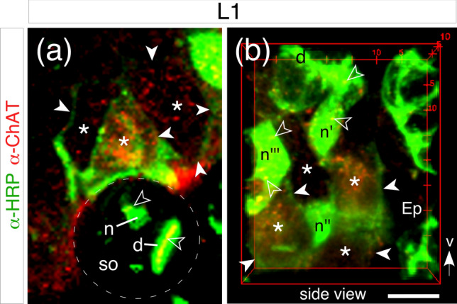 Evidence for the cholinergic markers ChAT and vAChT in sensory cells of the developing antennal nervous system of the desert locust Schistocerca gregaria.