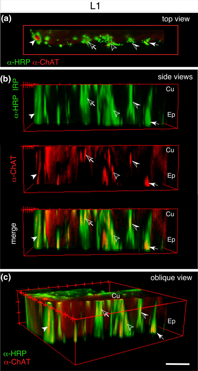 Evidence for the cholinergic markers ChAT and vAChT in sensory cells of the developing antennal nervous system of the desert locust Schistocerca gregaria.