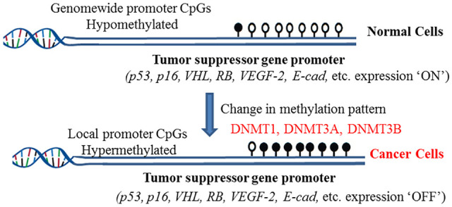 Site-Specific DNA Demethylation as a Potential Target for Cancer Epigenetic Therapy.