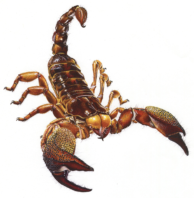 The coevolution between telson morphology and venom glands in scorpions (Arachnida).