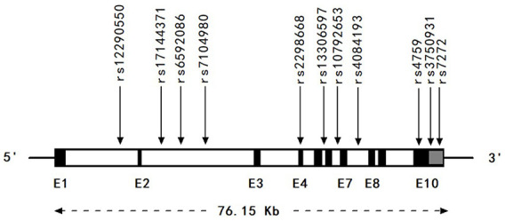 Haplotype-based association study between PRCP gene polymorphisms and essential hypertension in Hani minority group from a remote region of China.