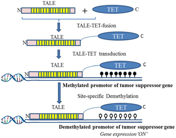 Site-Specific DNA Demethylation as a Potential Target for Cancer Epigenetic Therapy.