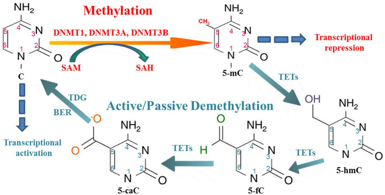 Site-Specific DNA Demethylation as a Potential Target for Cancer Epigenetic Therapy.