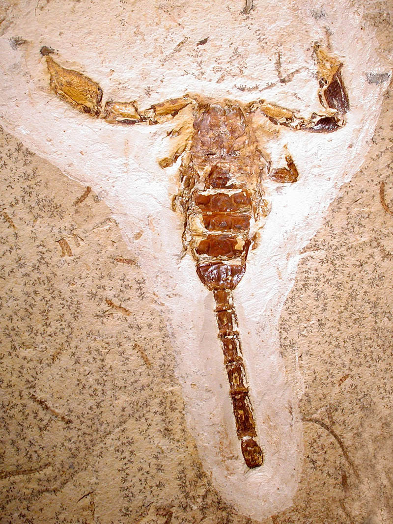 The coevolution between telson morphology and venom glands in scorpions (Arachnida).