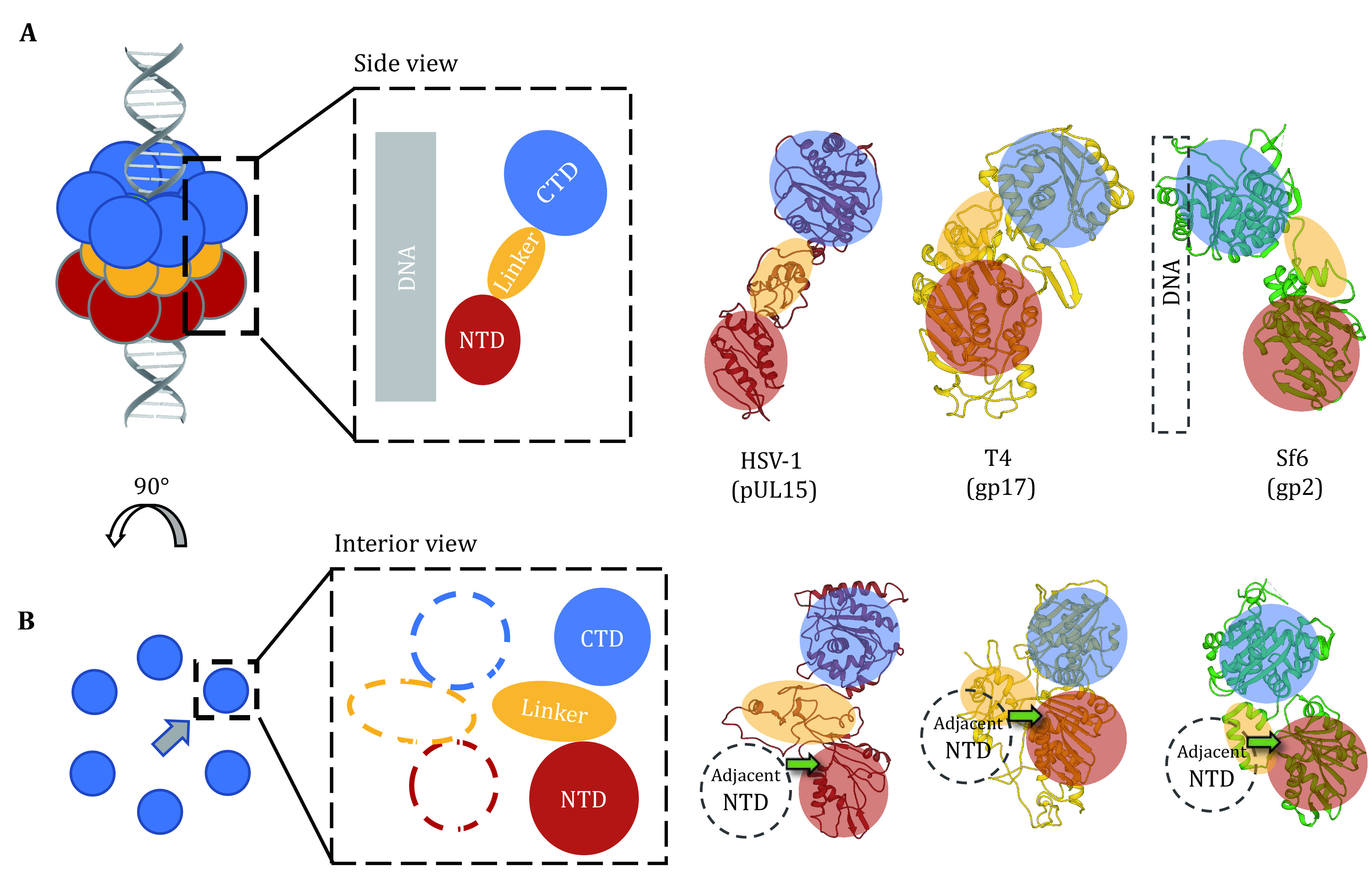 Direct structural evidence supporting a revolving mechanism in DNA packaging motors.