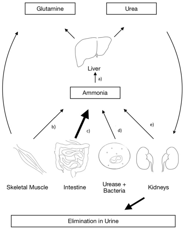 Hyperammonemia Post Lung Transplantation: A Review.