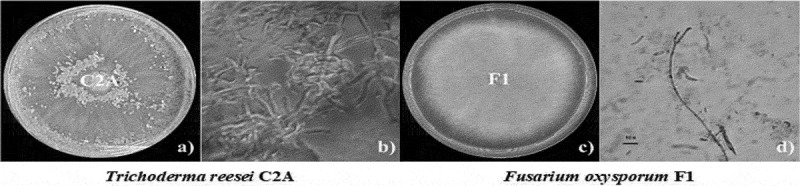 Evaluation of the sensitivity and synergistic effect of <i>Trichoderma reesei</i> and mancozeb to inhibit under <i>in vitro</i> conditions the growth of <i>Fusarium oxysporum</i>.