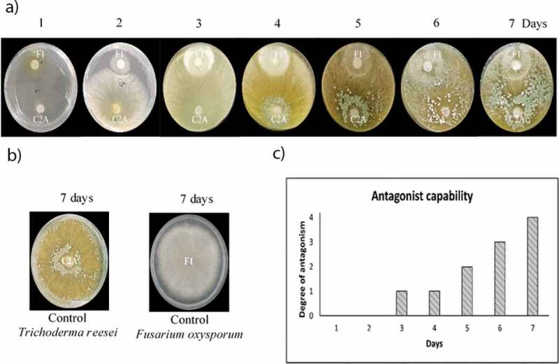 Evaluation of the sensitivity and synergistic effect of <i>Trichoderma reesei</i> and mancozeb to inhibit under <i>in vitro</i> conditions the growth of <i>Fusarium oxysporum</i>.