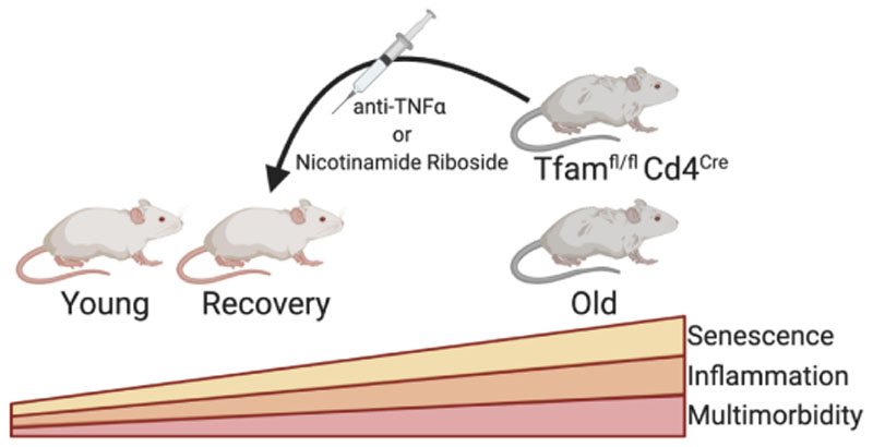 Mitochondrial Dysfunction Accelerates Ageing.