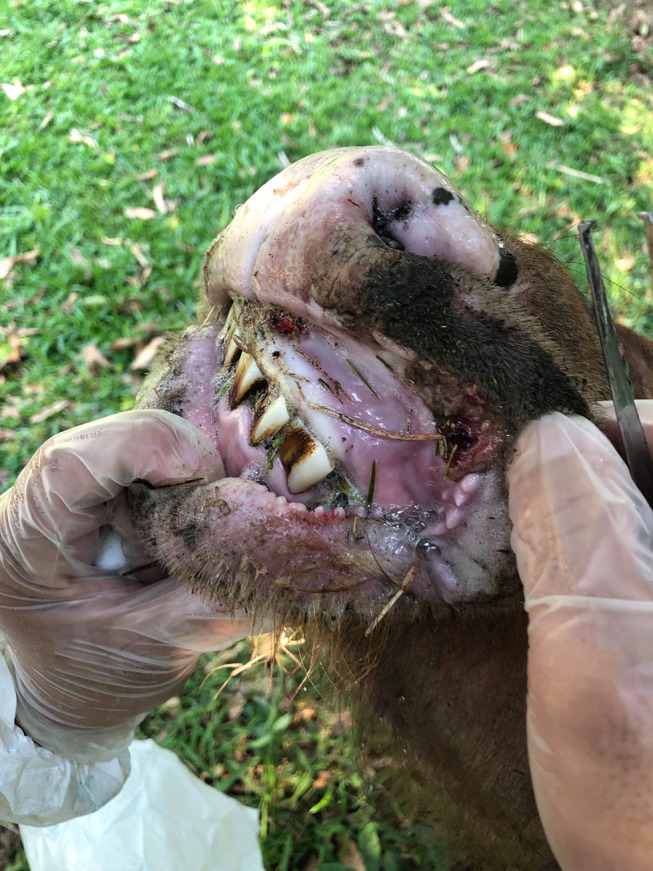 Managing Welfare and Antimicrobial-Resistance Issues in Treating Foot-and-Mouth Disease Lesions: A New Therapeutic Approach.