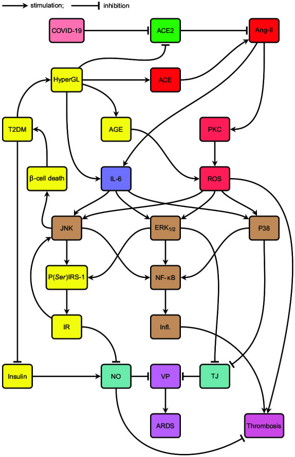 Angiotensin-converting enzyme 2, the complement system, the kallikrein-kinin system, type-2 diabetes, interleukin-6, and their interactions regarding the complex COVID-19 pathophysiological crossroads.