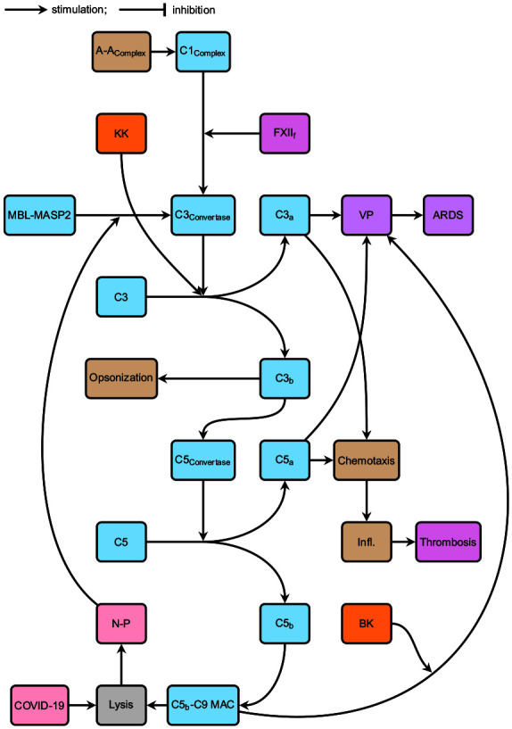 Angiotensin-converting enzyme 2, the complement system, the kallikrein-kinin system, type-2 diabetes, interleukin-6, and their interactions regarding the complex COVID-19 pathophysiological crossroads.