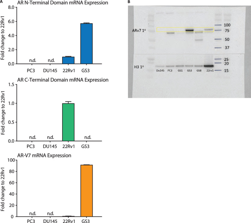 Development of an immunofluorescent AR-V7 circulating tumor cell assay - A blood-based test for men with metastatic prostate cancer.