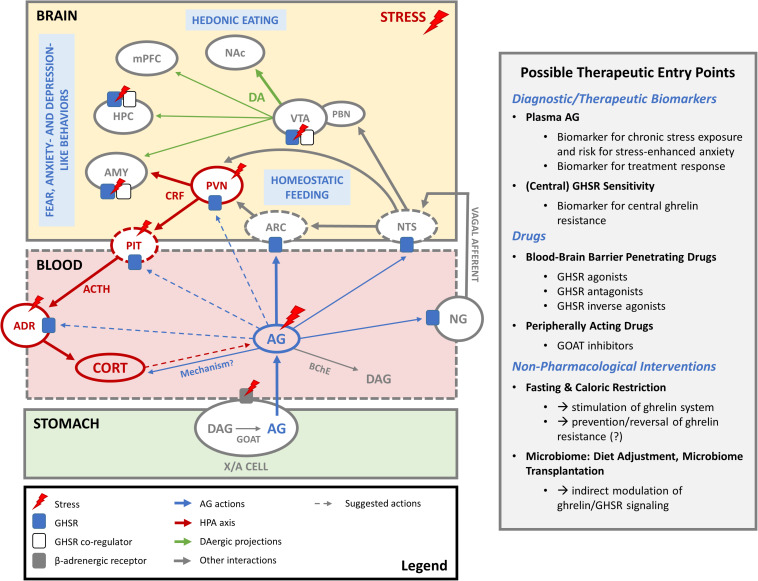 The Good, the Bad and the Unknown Aspects of Ghrelin in Stress Coping and Stress-Related Psychiatric Disorders.