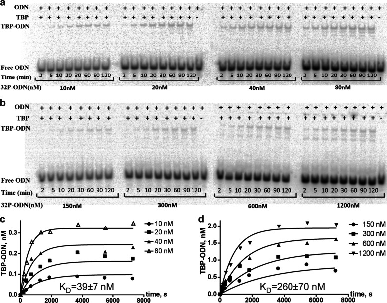 Disruptive natural selection by male reproductive potential prevents underexpression of protein-coding genes on the human Y chromosome as a self-domestication syndrome.