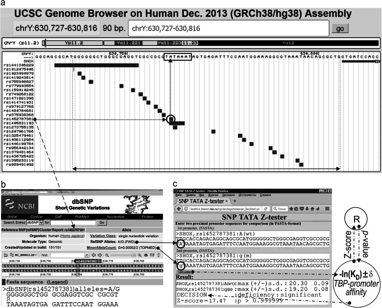 Disruptive natural selection by male reproductive potential prevents underexpression of protein-coding genes on the human Y chromosome as a self-domestication syndrome.