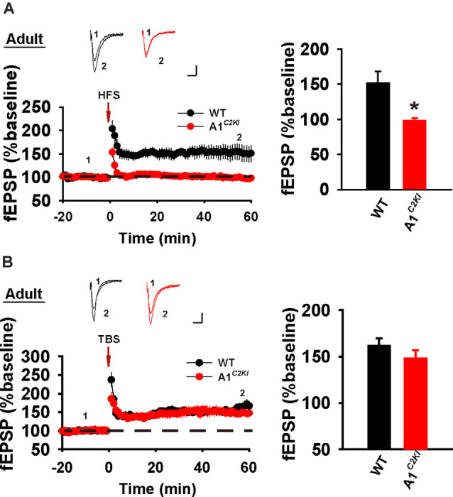 The Requirement of the C-Terminal Domain of GluA1 in Different Forms of Long-Term Potentiation in the Hippocampus Is Age-Dependent.