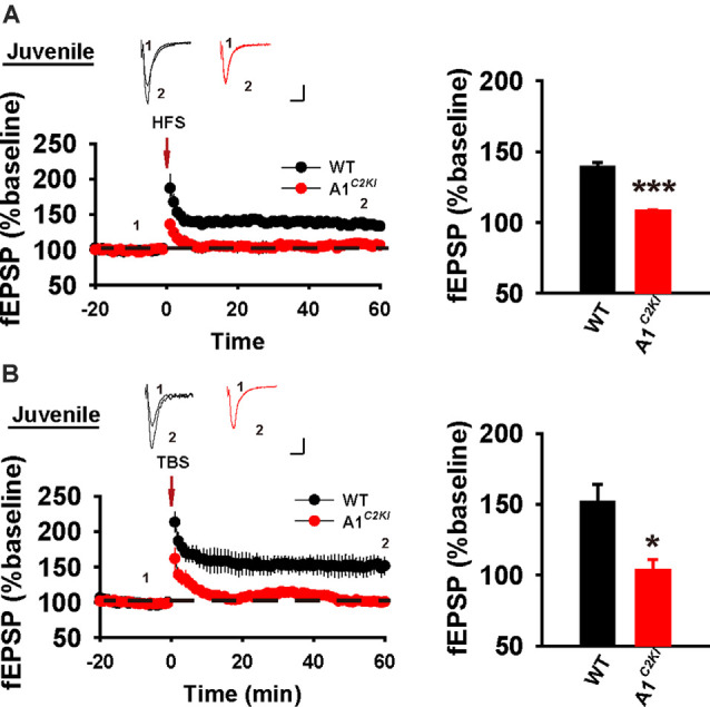 The Requirement of the C-Terminal Domain of GluA1 in Different Forms of Long-Term Potentiation in the Hippocampus Is Age-Dependent.