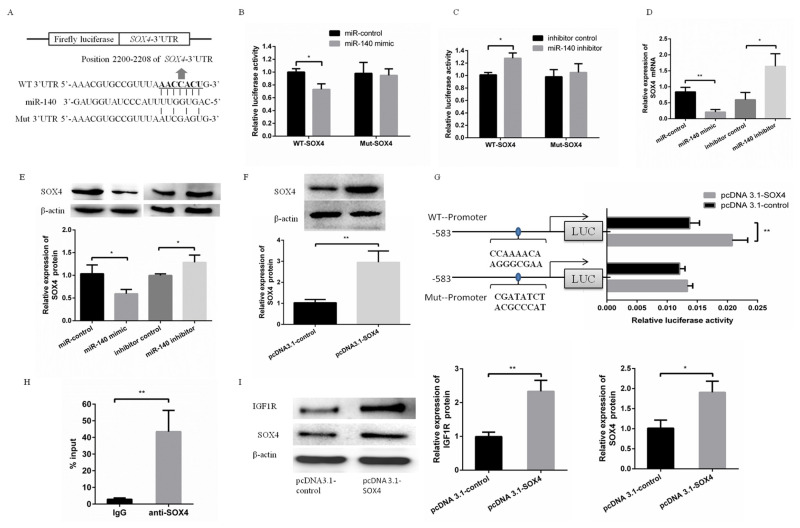 miR-140 inhibits porcine fetal fibroblasts proliferation by directly targeting type 1 insulin-like growth factor receptor and indirectly inhibiting type 1 insulin-like growth factor receptor expression via SRY-box 4.