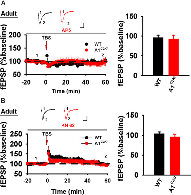 The Requirement of the C-Terminal Domain of GluA1 in Different Forms of Long-Term Potentiation in the Hippocampus Is Age-Dependent.