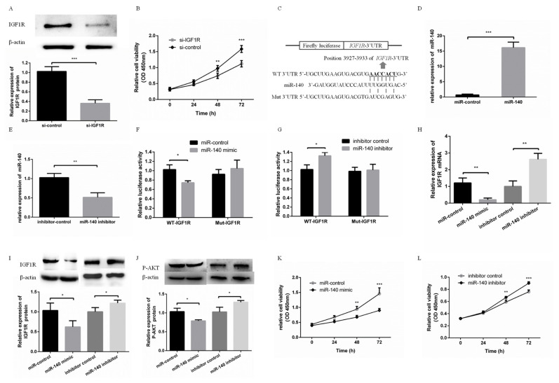 miR-140 inhibits porcine fetal fibroblasts proliferation by directly targeting type 1 insulin-like growth factor receptor and indirectly inhibiting type 1 insulin-like growth factor receptor expression via SRY-box 4.