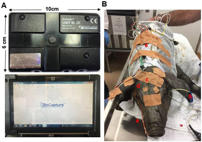 Obstructive sleep apnea in obese minipigs.