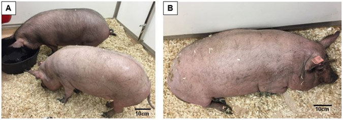 Obstructive sleep apnea in obese minipigs.