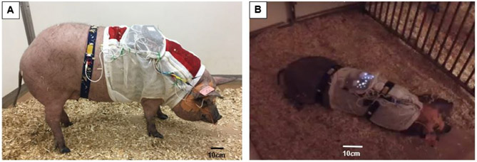 Obstructive sleep apnea in obese minipigs.