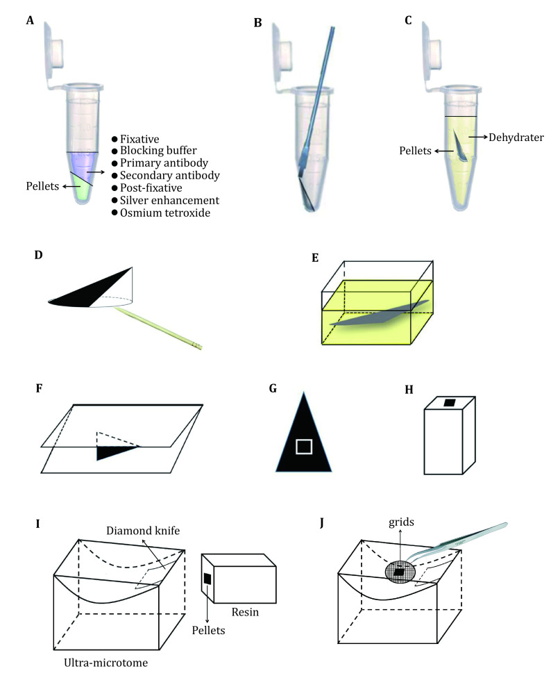 An efficient autometallography approach to localize lead at ultra-structural levels of cultured cells.