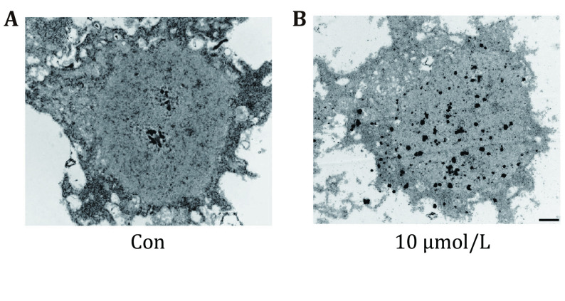 An efficient autometallography approach to localize lead at ultra-structural levels of cultured cells.