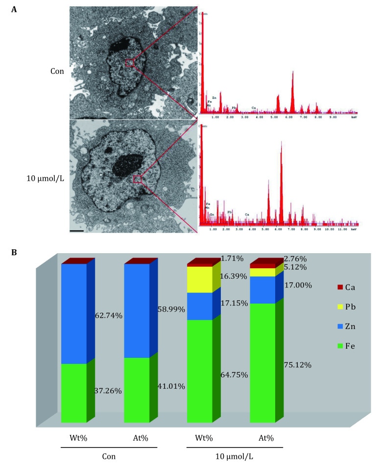 An efficient autometallography approach to localize lead at ultra-structural levels of cultured cells.