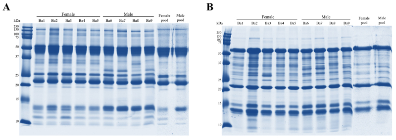 Venom complexity of <i>Bothrops atrox</i> (common lancehead) siblings.